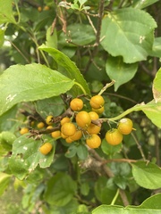 Celastrus orbiculatus