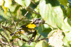 Loxipasser anoxanthus