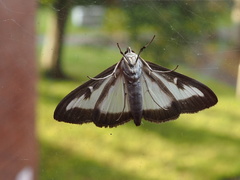 Cydalima perspectalis