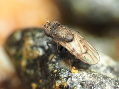 Paralimna punctipennis