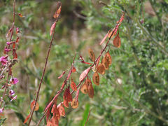 Lessertia brachystachya