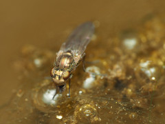 Ephydra riparia