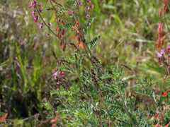 Lessertia brachystachya