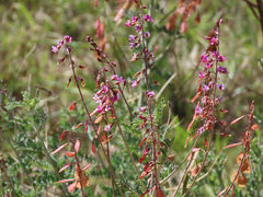 Lessertia brachystachya
