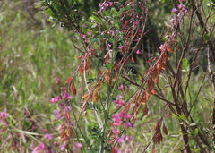 Lessertia brachystachya
