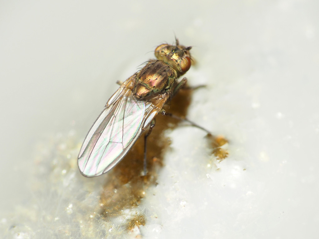 Ephydra riparia