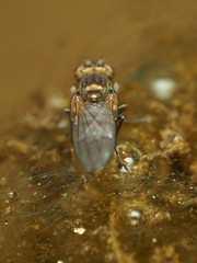 Ephydra riparia