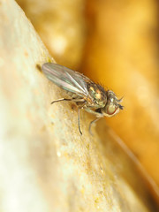 Ephydra riparia