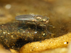 Ephydra riparia
