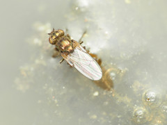 Ephydra riparia