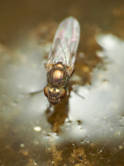 Ephydra riparia
