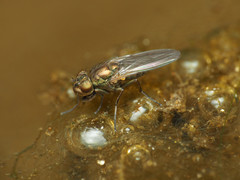 Ephydra riparia