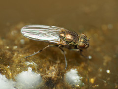 Ephydra riparia