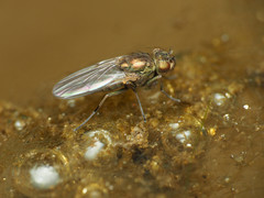 Ephydra riparia