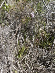 Gladiolus variegatus