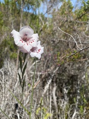 Gladiolus variegatus