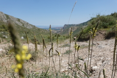Plantago maritima serpentina