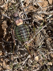 Parasteropleurus perezii