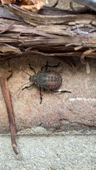 Halyomorpha halys