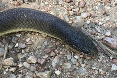 Paraphimophis rusticus