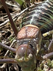 Parasteropleurus perezii