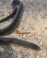 Paraphimophis rusticus