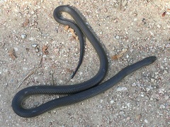 Paraphimophis rusticus