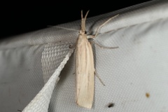 Thaumatopsis pexellus