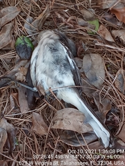 Mimus polyglottos image