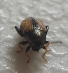 Chaetocnema conducta