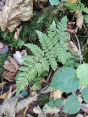 Dryopteris carthusiana
