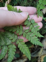 Dryopteris carthusiana