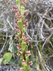 Satyrium lupulinum