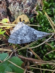 Catocala fraxini