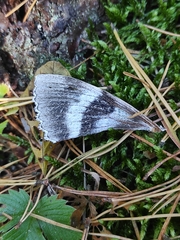Catocala fraxini