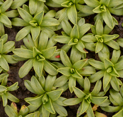 Azorella ruizii