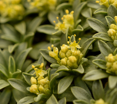 Azorella ruizii