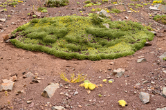 Azorella ruizii