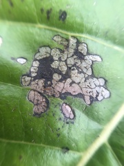 Phyllosticta
