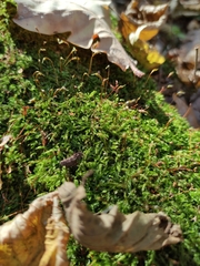 Brachythecium rutabulum