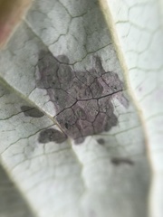 Phyllosticta