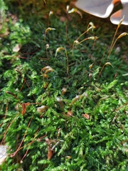 Brachythecium rutabulum