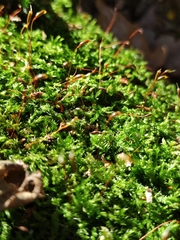 Brachythecium rutabulum