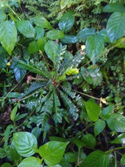 Biophytum sensitivum
