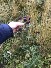 Cirsium arvense