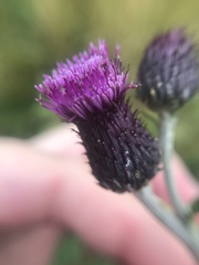 Cirsium arvense