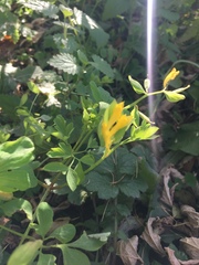 Corydalis ochotensis