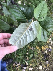 Phyllosticta