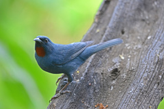 Euneornis campestris