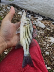 Morone mississippiensis